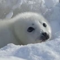 fjyskarin's profile picture. futari no shakan kyori akenakya tsuitotsu shichau wa hatto ga...