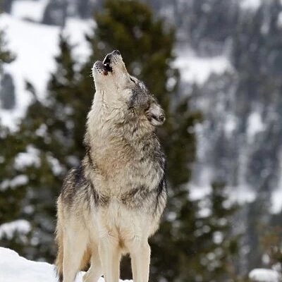 19Greywolf82's profile picture. Small pack
Walk in silence, walk with confidence
