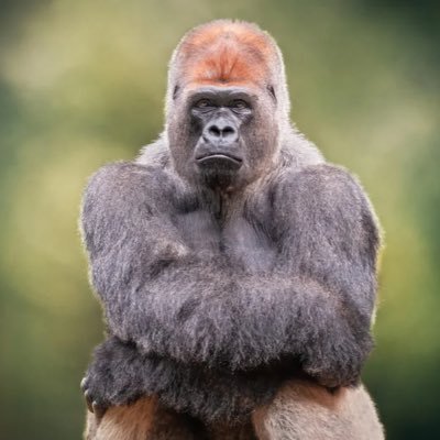 ApeGreat28855's profile picture. Animal enthusiast. Especially interested in conservation. Let’s talk facts 🦍
