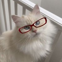 rae!!!!! 😮 (@galeishappy) 's Twitter Profile