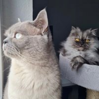 Sebi & Michi (@smokymilky) Twitter profile photo