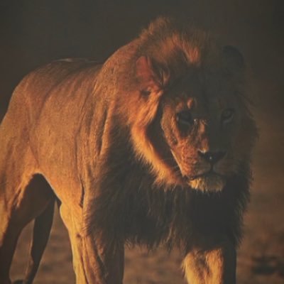 chhaynsewala's profile picture. 