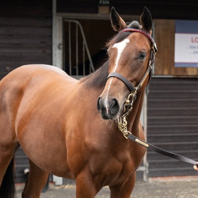 Student of law, reader of books, eater of food, rider of horses, walker of a whippet and fan of Arsenal FC.
Owner of broodmares, breeder of racehorses.