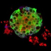 Section of Cell Biology and Functional Genomics (@cellbiolmdr) 's Twitter Profile