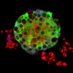 Section of Cell Biology and Functional Genomics (@cellbiolmdr) Twitter profile photo Section of Cell Biology and Functional Genomics (@cellbiolmdr) Twitter profile photo