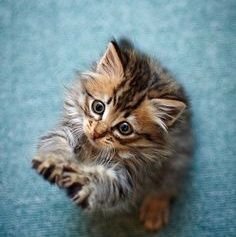 octopusfnt's profile picture. It is a creature that changes its face and its costume with its character