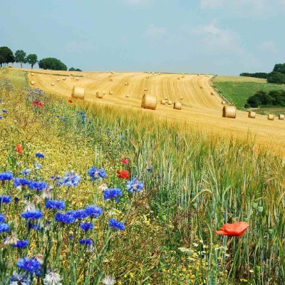 Berti2563G's profile picture. «Celui qu'a des lunettes, c'est Rey. Le plus dangereux, c'est Rey. Le plus con, c'est Rey. L'autre, c'est Massard» 
(Film Flic ou voyou, Charles Gérard à Bébel)