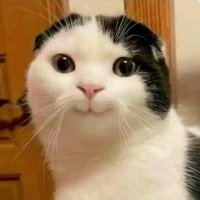 Noobie (@noobie_thougths) 's Twitter Profile