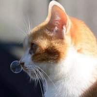 guest (@5m6n4yoie1lue4h) 's Twitter Profile