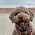 Kamillo Folletti di Tartufo (@kamillo_lagotto) Twitter profile photo Kamillo Folletti di Tartufo (@kamillo_lagotto) Twitter profile photo