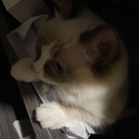 bibitto (@im_bibitto) 's Twitter Profile Photo bibitto (@im_bibitto) 's Twitter Profile Photo