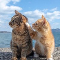 fttbetus (@fttbetus) 's Twitter Profile