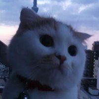 rabbit_tail55 (@rabbit_tail55) 's Twitter Profile