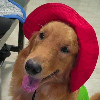 SndgSB's profile picture. cicatrize🩹 𝑅𝑃ℎ'823🏥 Rant wrk accnt. 😶‍🌫️