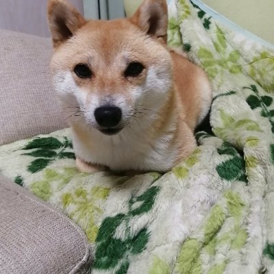 私は千葉犬が大好きです🐕🐕そして彼らは大きく成長し、並外れた力を発揮します。そして彼らの揺るぎない友情は私に安心感を与え、気遣われ、永遠に付き添われていると感じさせてくれます🙏❤✨私をフォローしてくれた人をフォローして、私に優しくしてください🙏🌹