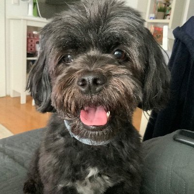 Irkinja's profile picture. Brankecov sluga pokorni; skupljačica pesjih drekeca