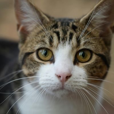 MdSafay73600229's profile picture. I'm a designer