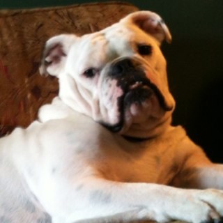 bulld0gm0m's profile picture. 