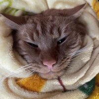 Иблис Финляндиевич🇫🇮 (@kacapxyiplet) 's Twitter Profile