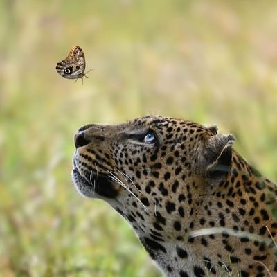 sheddy1284's profile picture. Spread love❤️✌️