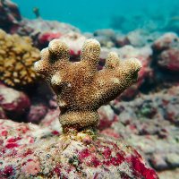 Coral Resilience Lab (@coralresilience) 's Twitter Profile Photo Coral Resilience Lab (@coralresilience) 's Twitter Profile Photo