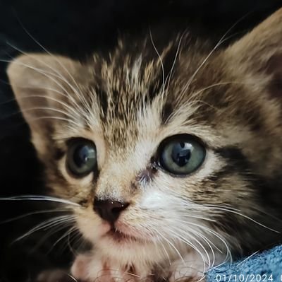 MohsenSargol's profile picture. زنده باد ایران و ایرانی