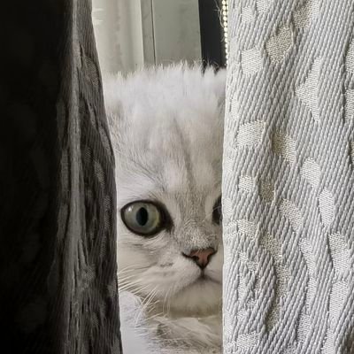 csddStan's profile picture. 