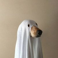 El Perro Fantasma π (@prrofantasma) 's Twitter Profile
