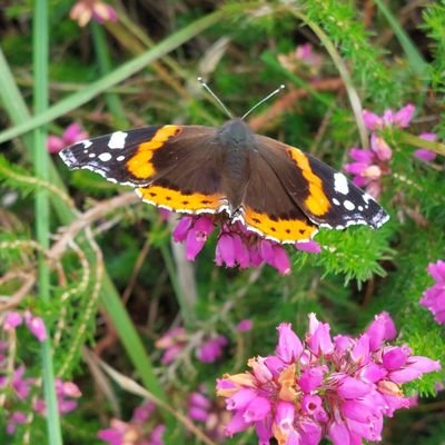 SusanRedmond's profile picture. Cosmic girl from a cosmic world