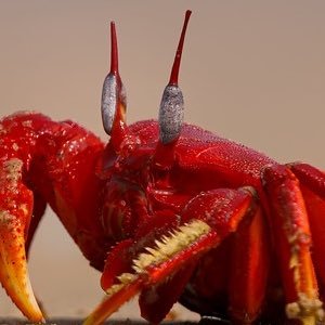 Critskit's profile picture. she/her • 18+ • Warlock Main (D2)