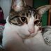 ~Gato_Enojon~ (@gato_grunon) Twitter profile photo ~Gato_Enojon~ (@gato_grunon) Twitter profile photo