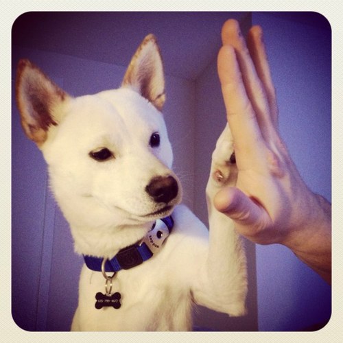 ShibaInuCharlie's profile picture. I chase my back leg instead of my tail.