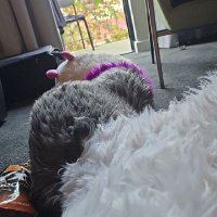 J Afterdark (@jafterdarks) 's Twitter Profile