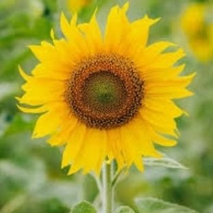 🙏🏽
Consultant Medical Oncology @apolloproton I
Joint Editor @IJMPO I
Coordinator YMO I
Inclusive/Grateful🪷
Tweets -Views on Oncology/ Life/Yoga❤️ 🙏🏼
🌻