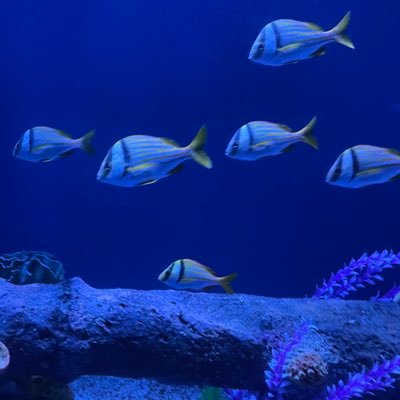 toastedeggshell's profile picture. 