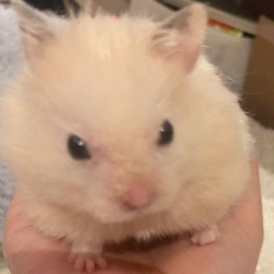 B0N42A's profile picture. 성인 / 구독계