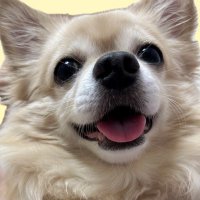 ネルくん (@neru_uowou) 's Twitter Profile