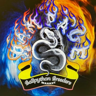 2024/12月よりBallpython Breeders Marketを開催予定!主催者垢→@geeksballpython ※第一種動物取扱業登録番号記載してる方のみフォロー返します。