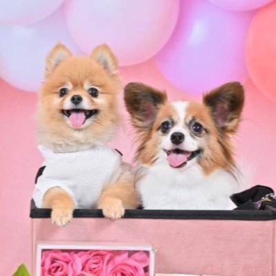 ponwarachannel's profile picture. ポメラニアンのぽん吉（2015.10.15♀）🐶パピヨンのわらび（2016.11.20♀）🐶。   ぽん吉という名前ですが女の子です😊     仲良く楽しく暮らしています。                 無言フォローお許しください☺️基本✉️に返信はしていません。怪しいアカウントはブロックさせて頂きます。