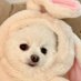 이안나 (@thomcscherty) Twitter profile photo 이안나 (@thomcscherty) Twitter profile photo