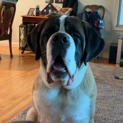 Steviej405's profile picture. 