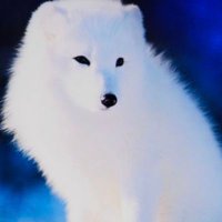 JaRad Lei (@jarad4) 's Twitter Profile