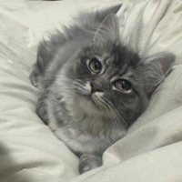 ๐ (@rogue_fafa) 's Twitter Profile