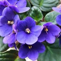 violet💙🇺🇸🦅 (@wacrin3violet) 's Twitter Profile