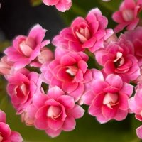 Etsuko (@lqytcm562ln1gdh) 's Twitter Profile Photo