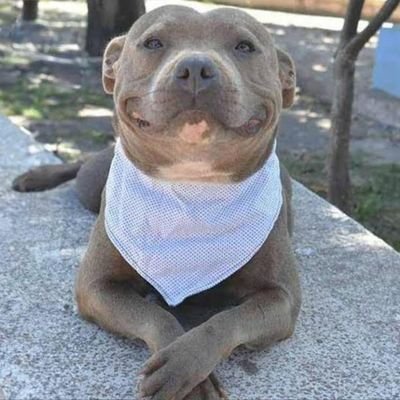 maniiiii_b's profile picture. Pentester | Bug Hunter