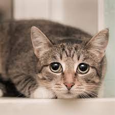 Salinger772's profile picture. Chief - Love cooking, I love Crypto //BTC, MATIC, BNB, ETH//