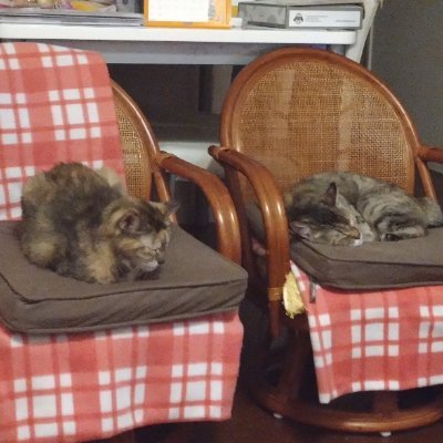 mayuhime_0717's profile picture. プロレス大好き　ジャイアンツ大好き　
韓国ドラマ大好き　
ネコ大好き💞
Ａ型蠍座