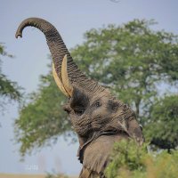 uGatsheni njalo loh🐘🐘🇿🇦 (@muziesndlovu) 's Twitter Profile Photo uGatsheni njalo loh🐘🐘🇿🇦 (@muziesndlovu) 's Twitter Profile Photo