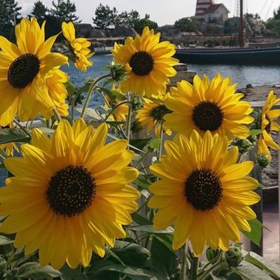 himawari_smiley's profile picture. 2024年秋文学部第1類学士入学です。 孤独な通信生を避けたくX始めました💦マイペースな歩みのオバサン大学生🐢ですが卒業目指して頑張ります😊慶應通信の皆さまどうぞよろしくお願いいたします。 SNS不慣れな為、失礼あったらすみません（最近鍵かけてます💦）🙇‍♀️無言フォローお許しください🙏